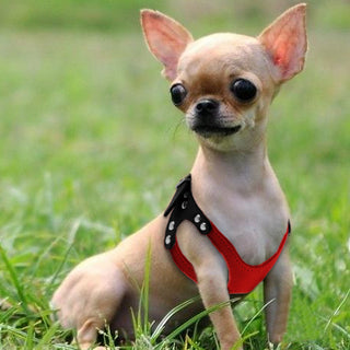 Small Leather Harness