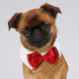 Lovely Pet Toy Bow Tie